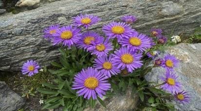 Aster alpejski